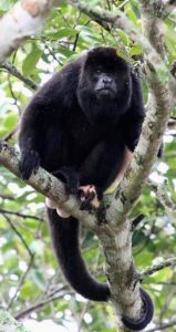 картинка обезьяны