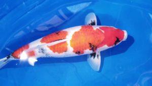 Куномонрю карп