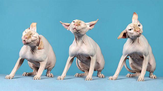 Канадский сфинкс - экстерьер