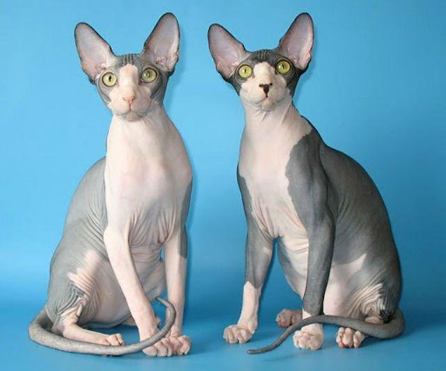 Обучение сфинкса