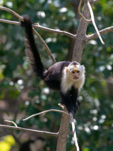 картинка обезьяны