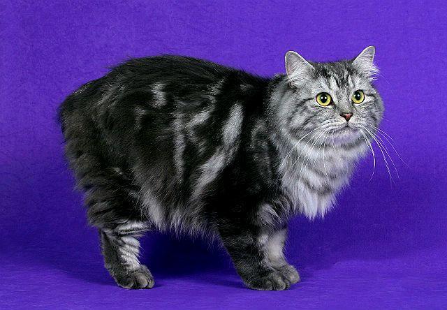 Темно-серый Кимрик