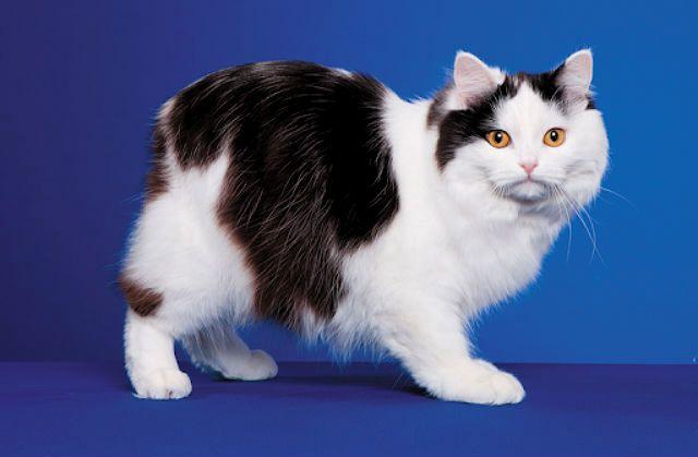 Котенок Кимрик