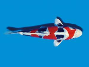 Тайсё сэнку