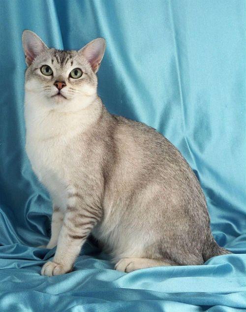 Кошка бурмилла на голубом фоне