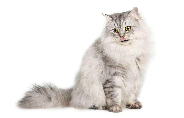 Кошка бурмилла длинношерстная