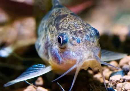 Крапчатый сом крупный план