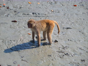 какие виды обезьян есть картинки и названия