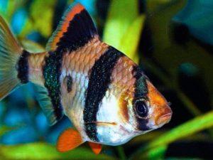 Ожирение барбуса Ожирение барбуса