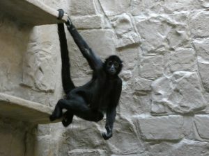 картинка обезьяны