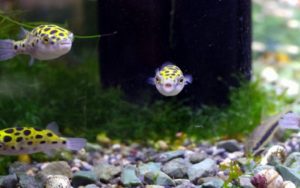 Карликовый тетрадон: совместимость, содержание, уход