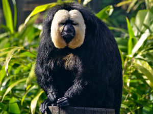 картинка обезьяны