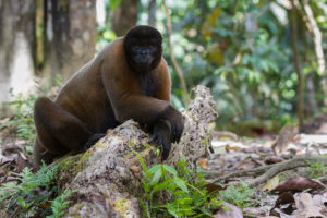 картинка обезьяны