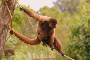 картинка обезьяны