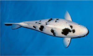 Бекко карп кои