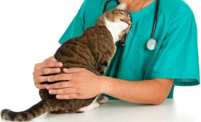 Симптомы холецистита у кошек