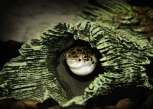 Карликовый тетрадон: совместимость, содержание, уход