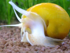 Ампулярия: размножение, содержание и уход