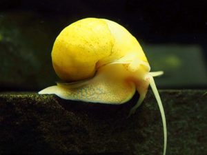 Ампулярия: размножение, содержание и уход