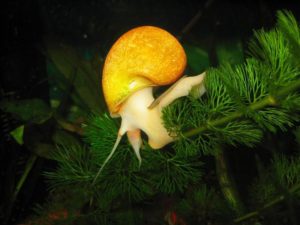 Ампулярия: размножение, содержание и уход