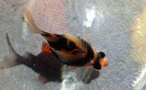 Водянка Водянка