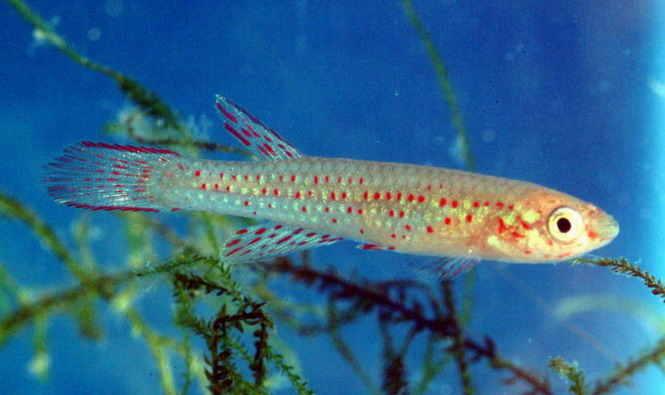 Растительный мир Африки: список редких представителей флоры и фауны, эндемики африканского континента