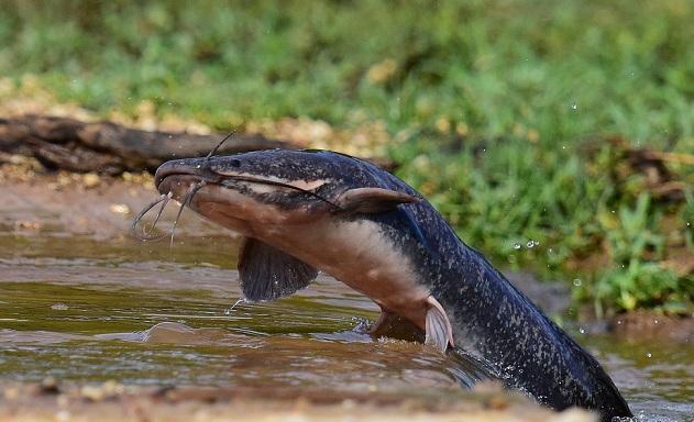 Растительный мир Африки: список редких представителей флоры и фауны, эндемики африканского континента