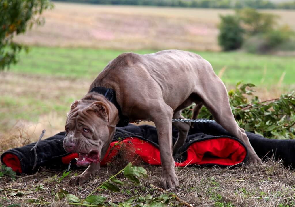 Боевая собака бандог Боевая собака бандог
