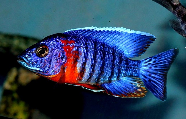 Растительный мир Африки: список редких представителей флоры и фауны, эндемики африканского континента