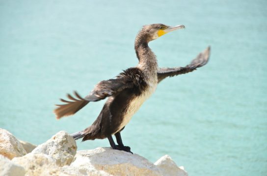 Какая птица ныряет глубже