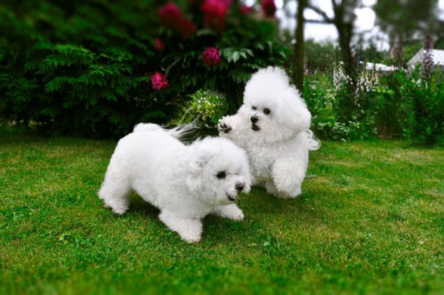 Породы самых маленьких собак