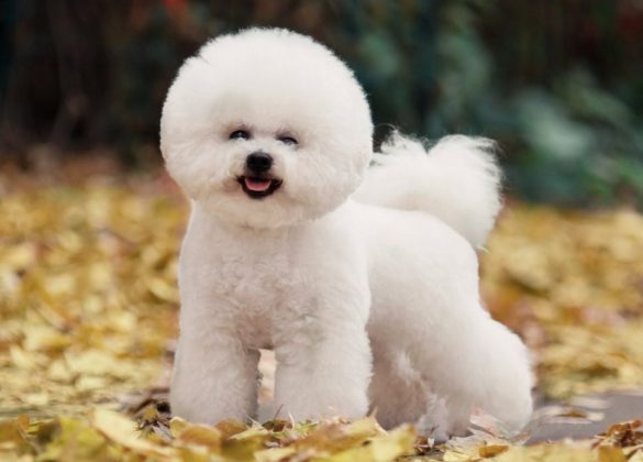 Породы самых маленьких собак