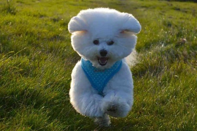 Породы самых маленьких собак