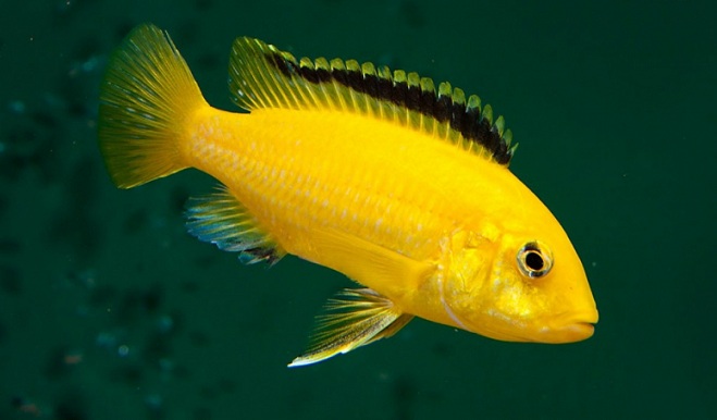 Растительный мир Африки: список редких представителей флоры и фауны, эндемики африканского континента