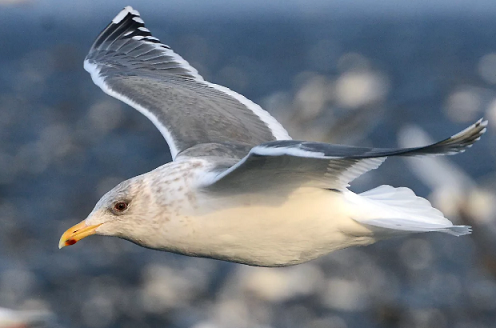 Какая птица ныряет глубже