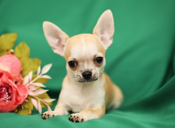 Породы самых маленьких собак