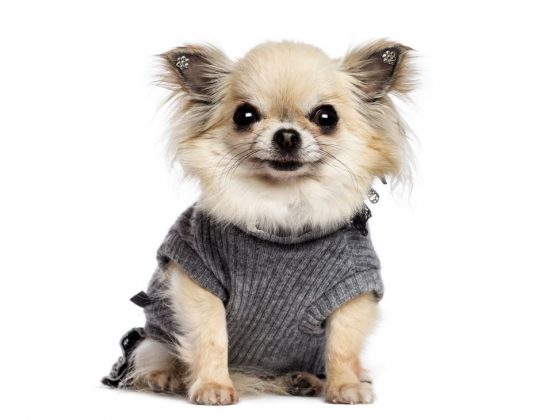 Породы самых маленьких собак