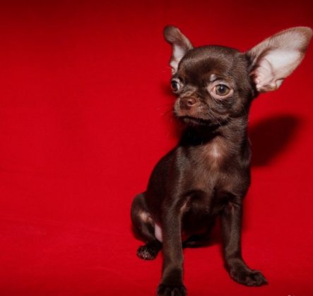 Породы самых маленьких собак