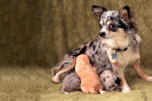 Породы самых маленьких собак