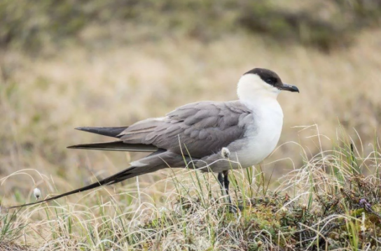 Какая птица ныряет глубже