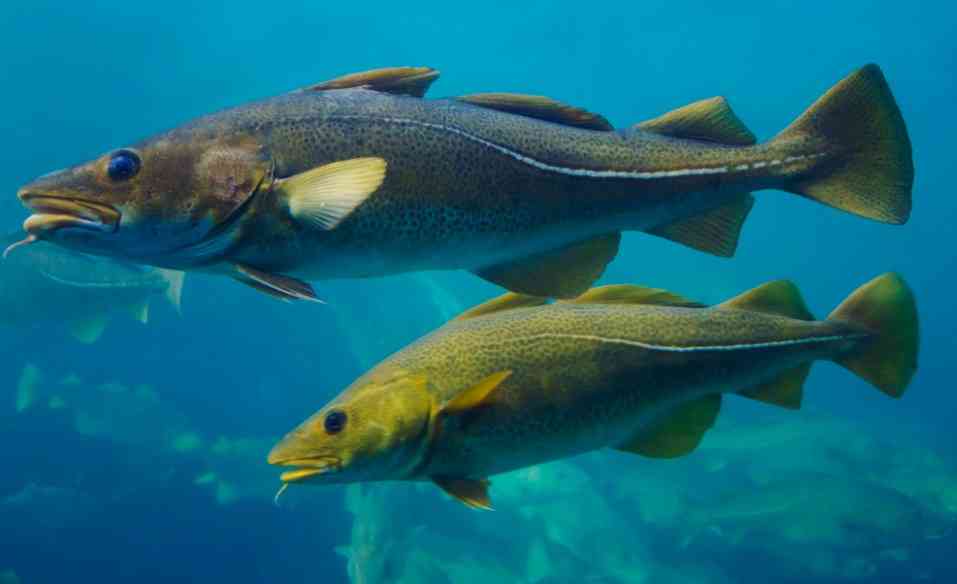 внешний вид трески