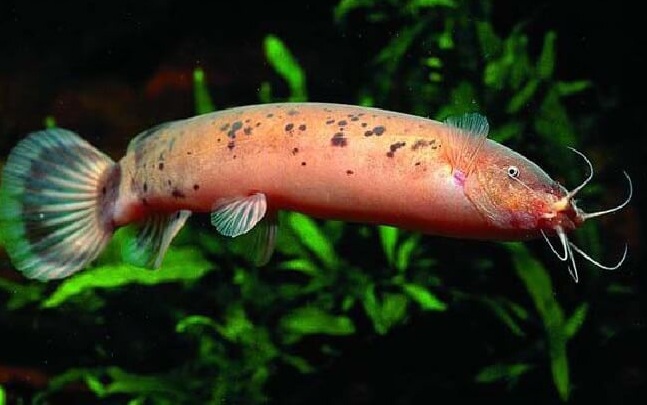 Растительный мир Африки: список редких представителей флоры и фауны, эндемики африканского континента