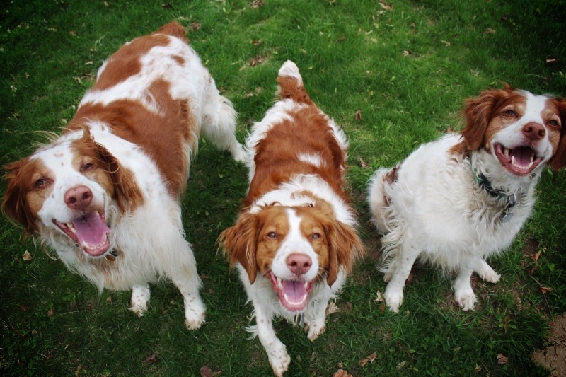 Эпаньоль бретон 7