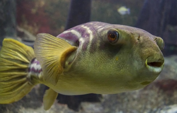 Растительный мир Африки: список редких представителей флоры и фауны, эндемики африканского континента