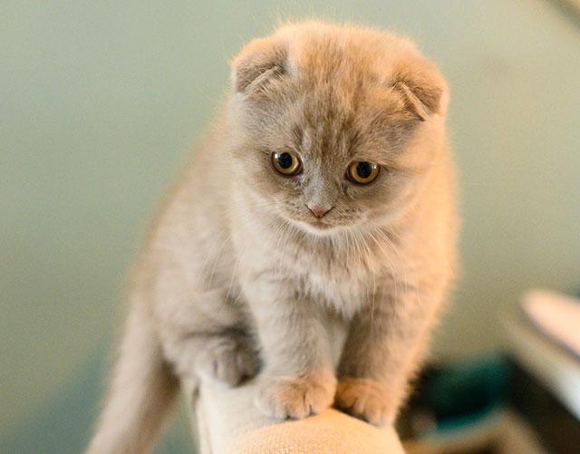 Не рекомендуется разлучать ребенка с матерью раньше 3 месяцев