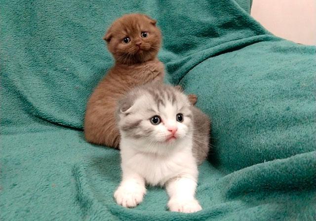 Вислоухие котята