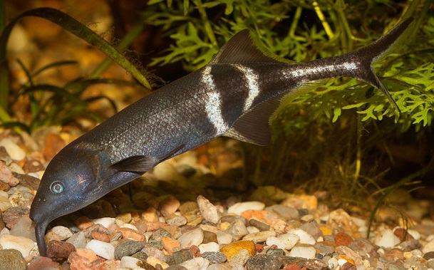 Растительный мир Африки: список редких представителей флоры и фауны, эндемики африканского континента