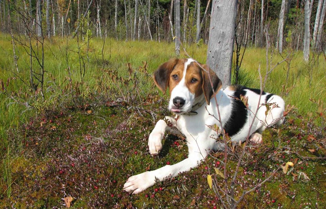 Русская пегая гончая