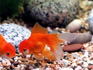 Уход и содержание золотых рыбок в аквариуме