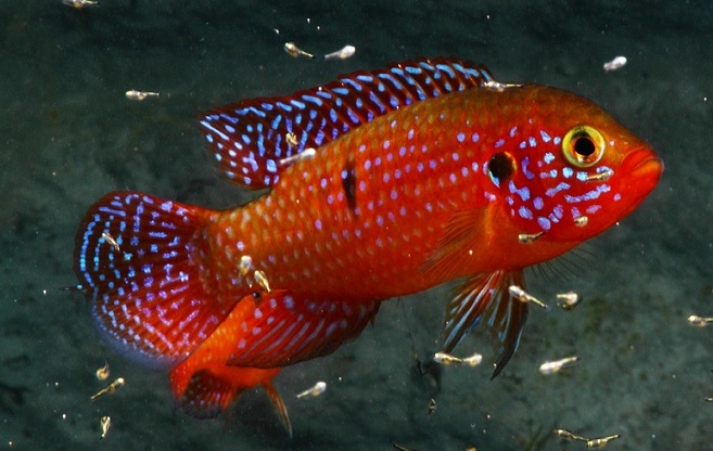 Растительный мир Африки: список редких представителей флоры и фауны, эндемики африканского континента